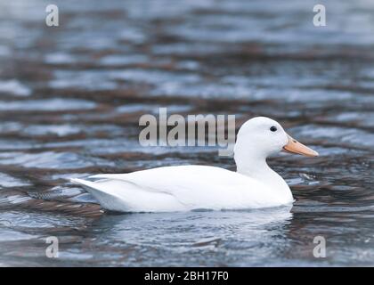 ritratto di un uccello bianco di anatra di mallardo albino in un stagno acqua nuoto Foto Stock