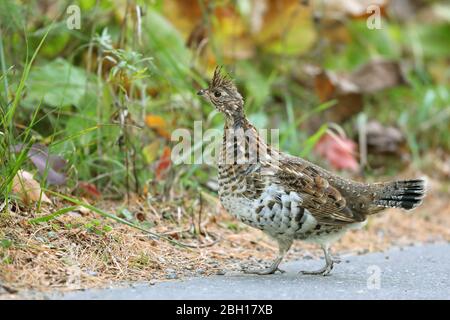 Ruffed Grouse (Bonasa umbellus), si trova a bordo della foresta, Canada, Ontario, Algonquin Provincial Park Foto Stock