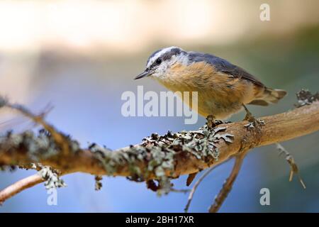 Nuthatch rosso-breast (Sitta canadensis), si arrampica su un albero, Canada, Ontario, Algonquin Provincial Park Foto Stock