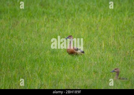 Un paio di anatre minori (Dendrocygna javanica), nei lussureggianti campi verdi, durante i monsoni. Foto Stock