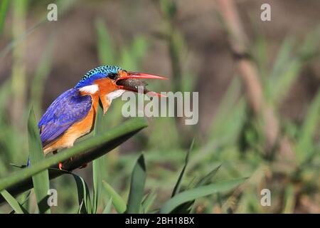 Malachite kingfisher (Alcedo cristata, Corythornis cristatus), alimenta pesce, Sudafrica, Lowveld, Parco Nazionale Krueger Foto Stock