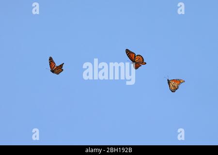 Farfalla monarch, milkweed (Danaus plexippus), gruppo di volo, emicartion, Canada, Ontario, Point Pelee National Park Foto Stock