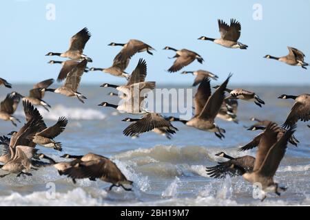 Canada Oca (Branta canadensis), il gruppo decollo lago riva, Canada, Ontario, Long Point Park Foto Stock