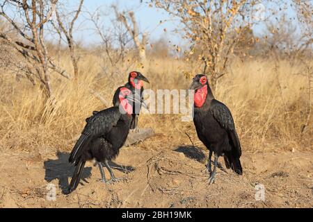 Orna a terra meridionale, orna a terra (Bucorvus leadbeateri, Bucorvus cafer), gruppo in savana, Sudafrica, Lowveld, Parco Nazionale Krueger Foto Stock