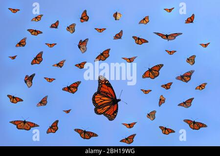Farfalla monarch, milkweed (Danaus plexippus), composizione di farfalle migranti, Canada, Ontario, Long Point Park Foto Stock
