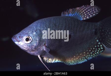 Tre spot o Gourami Blu, Trichopodus trichopterus Foto Stock