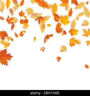 Sfondo autunnale con acero dorato, quercia e altre foglie. EPS 10 Illustrazione Vettoriale