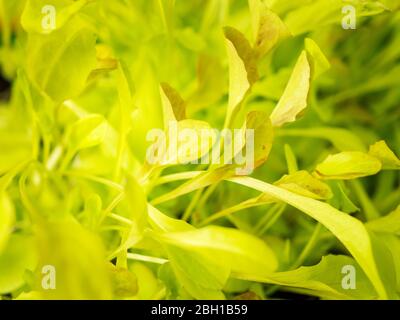 Primo piano delle giovani foglie di lattuga Salad Bowl Foto Stock