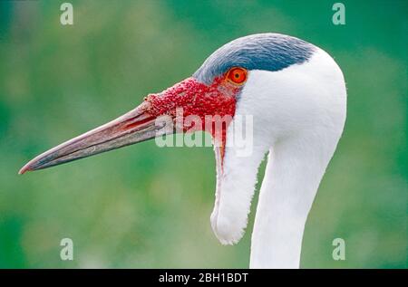 Femmina Gru Wattled (Bugeranus carunculatus) dall'Africa orientale e meridionale. Specie in pericolo. Foto Stock