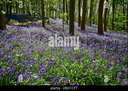 Bluebell Wood, Bluebells (Hyacinthoides non-Scripta) vicino Hueckelhoven, Heinsberg, Renania settentrionale-Vestfalia, Germania