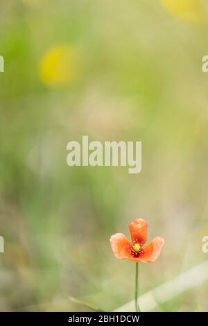 Papavero a testa lunga (Papaver dubium), città di Isehara, Prefettura di Kanagawa, Giappone Foto Stock