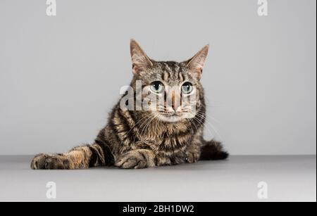 Gatto tabby, Regno Unito. Foto Stock