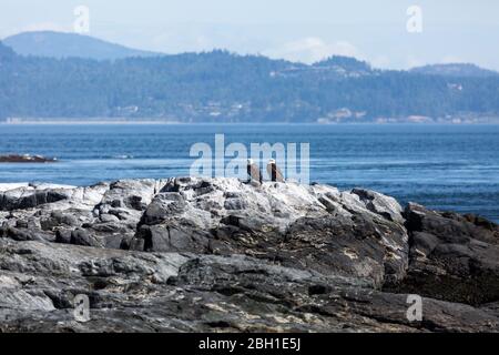 Aquile a testa calva arroccato su alcune rocce Foto Stock