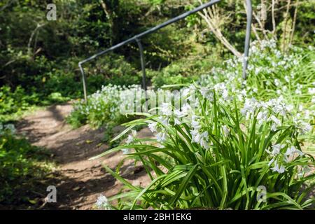 Fiori bianchi di Leek (Allium triquetrum) che crescono selvaggi accanto ad un percorso boschivo in primavera. Gipsy Wood Bennlech Isola di Anglesey Galles Regno Unito Foto Stock