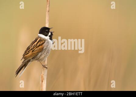 Un maschio Reed Bunting (Emberiza schoeniclus) in piumaggio di allevamento arroccato su un fusto di canna e cantando con uno sfondo pulito. Foto Stock