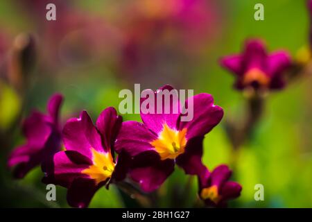 Primo piano su fiore di primavera vinoso primula vulgaris, colori vivaci, spazio copia Foto Stock