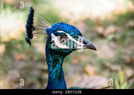 Peacock a Buenos Aires, Argentina Foto Stock