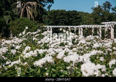 El Rosedal de Palermo, Buenos Aires, Argentina Foto Stock