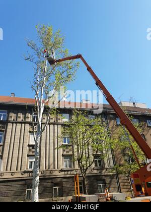 Lavoratore con motosega che regola i rami dell'albero sulla piattaforma mobile idraulica alta Foto Stock