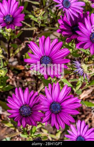 Osteospermum ecklonis colorato in fioritura primavera in un giardino Northampton, Inghilterra, Regno Unito. Foto Stock