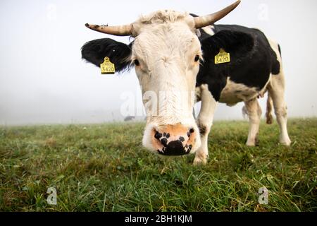 Divertente mucca alpina, animali felici nella natura Foto Stock