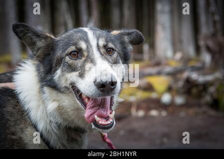 Huskies dell'Alaska a Skagway, Alaska Foto Stock