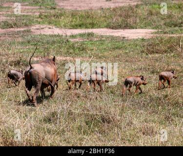 Una famiglia di Warthog (Phacochoerus africanus) rotola nel fango fotografato presso la Ngorongoro Conservation Area (NCA) Tanzania Foto Stock