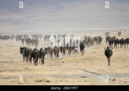 Migrazione annuale di oltre un milione di bianchi al barbuto (o brindati) di wildebeest e 200,000 zebre al Parco Nazionale Serengeti, Tanzania, Foto Stock