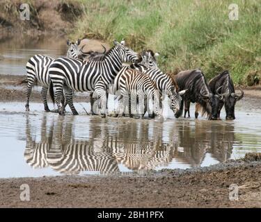 Migrazione annuale di oltre un milione di wildebeest barbuto bianco (o brindato) e 200,000 zebre al Parco Nazionale Serengeti, Tanzania, in un bacino d'acqua Foto Stock