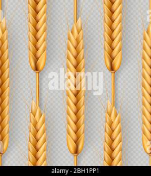 Mazzo di spighe di grano, grani interi secchi senza giunture realistiche illustrazione isolato su sfondo trasparente. Modello di oggetti da forno. EPS 10 Illustrazione Vettoriale