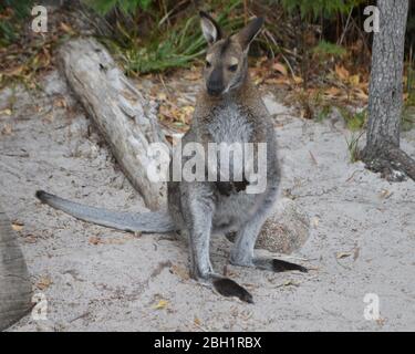 Bella wallaby nel Freycinet National Park, Tasmania, Australia Foto Stock