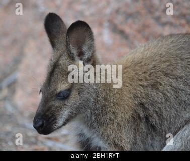 Bella wallaby nel Freycinet National Park, Tasmania, Australia Foto Stock