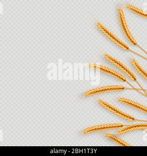 Mazzo di spighe di grano, secchi interi grani realistic illustrazione telaio isolato su sfondo trasparente. Modello di oggetti da forno. Corona di grano Illustrazione Vettoriale