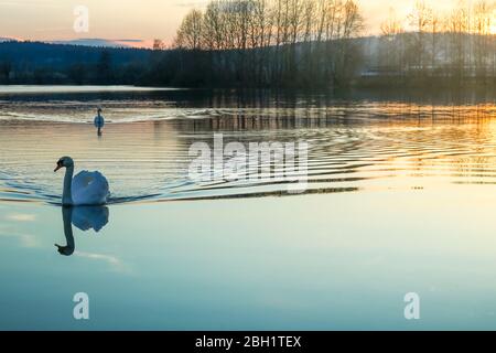 Due cigni bianchi a Wilstone Reservoir, vicino al villaggio di Tring, in Hertfordshire, Inghilterra. Foto Stock