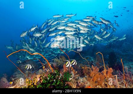 Barriera corallina con vari coralli molli (Octocorallia) e coralli duri (Hexacorallia), coralli Pennant (Heniochus acuminatus) e Bigeye Foto Stock
