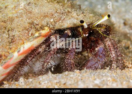 Granchio rosso di Ermito peloso (lagopodi di Dardanus) sul fondo di sabbia, Oceano Pacifico, Lago Sulu, Parco Nazionale Marino di Tubbataha Reef, Provincia di Palawan Foto Stock