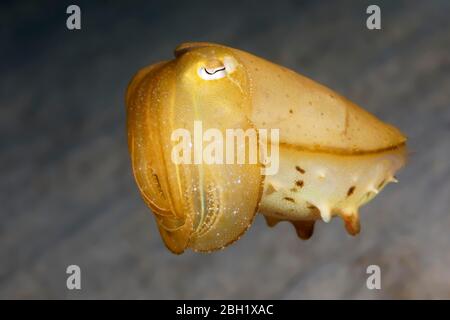 Broadclub Cuttlefish (Sepiia latimanus), giovanile, Pacifico, Lago Sulu, Parco Nazionale Marino di Tubbataha Reef, Provincia di Palawan, Filippine Foto Stock