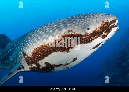 Squalo balena (Rhincodon typus), in acqua blu, con infestazione pesante di parassiti ruddy gamberi (Pandarus rhincodonicus), primo piano, Oceano Pacifico Foto Stock