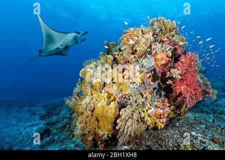 Barriera corallina manta (Manta alfredi), nuoto sulla barriera corallina, blocco di corallo, con coralli molli (Alcyonacea), coralli di pietra (Scleractinia) e spugne Foto Stock