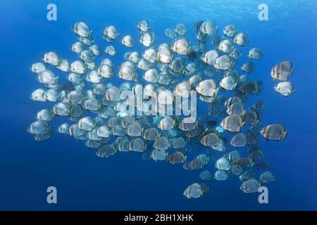 Grande scuola di pesce BATFISH (Platax orbicularis), in acqua blu, Pacifico, Lago Sulu, Tubbataha Reef National Marine Park, Palawan Foto Stock