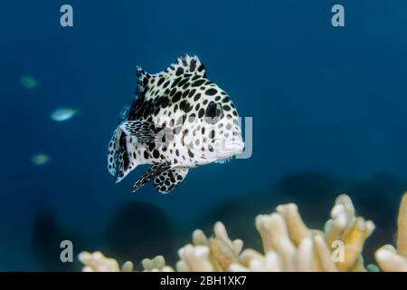 Harlequin sweetlip (Plectorhinchus chaetodonoides), forma giovanile, Pacifico, Lago Sulu, Parco Nazionale Marino della barriera corallina di Tubbataha, Provincia di Palawan, Filippine Foto Stock