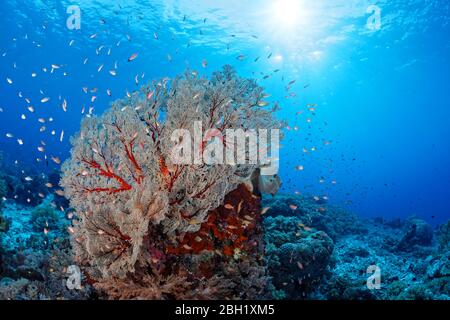Blocco di corallo con grandi gorgonie di Melithea (Melithaea sp.), luce del sole, Oceano Pacifico, Mar di Sulu, Parco Nazionale Marino di Tubbataha Reef, Palawan Foto Stock