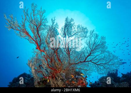 Rientro alla barriera corallina con grandi gorgonie di Melithea (Melithaea sp.), retroilluminato, Pacifico, Lago Sulu, Parco Nazionale Marino di Tubbataha Reef, Provincia di Palawan Foto Stock
