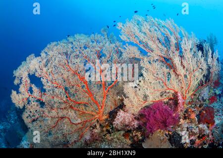 Barriera corallina con grandi gorgonie di Melithea (Melithaea sp.) e coralli molli (Dendronephthya sp.), Pacifico, Mar di Sulu, Tubbataha Reef National Marine Foto Stock