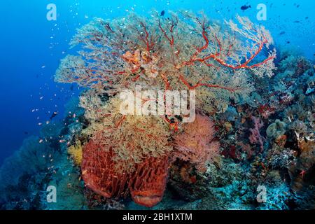 Coral Reef, Melithaea gorgonian (Melithaea sp.), spugna di Barrel (Xestospugia testudinaria), Pacifico, Mar di Sulu, Parco Nazionale Marino di Tubbataha Reef Foto Stock
