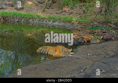 Tigre che riposa ad un buco d'acqua Foto Stock
