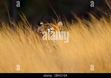 Tigre che esce da erba gialla secca Foto Stock