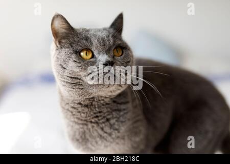 Ritratto di grigio British Shorthair Foto Stock
