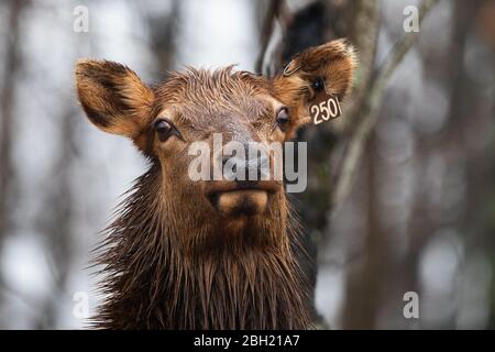 Elk stare in un campo durante un evento di pioggia. Foto Stock