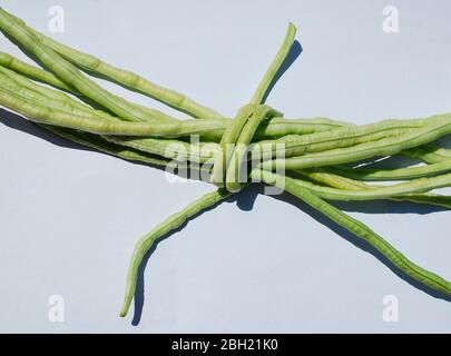 Un fascio di baccelli di fagioli Vigna Unguiculata Sesquipedalis – questi fagioli annuali sono anche noti come fagiolo di yardlong, bora, cowpea a lungo podded, fagiolo di asparagi, Foto Stock